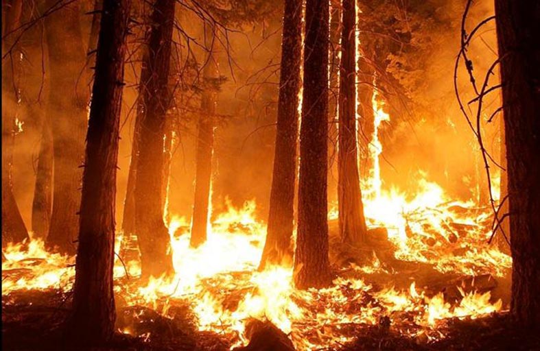 430 مليون عام.. أقدم حرائق الغابات على الأرض