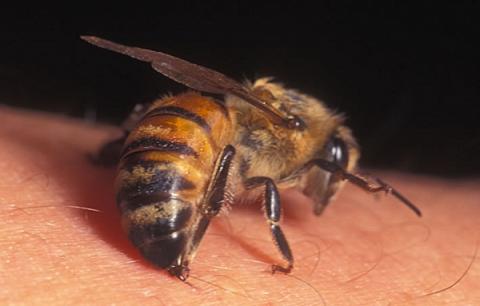 سم النحل للوقاية من نقص المناعة