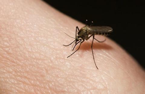 بعوض الملاريا ينجذب لرائحة البشر 