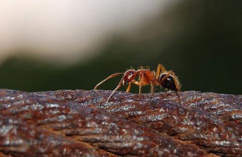 النمل المجنون يهدد البيئة