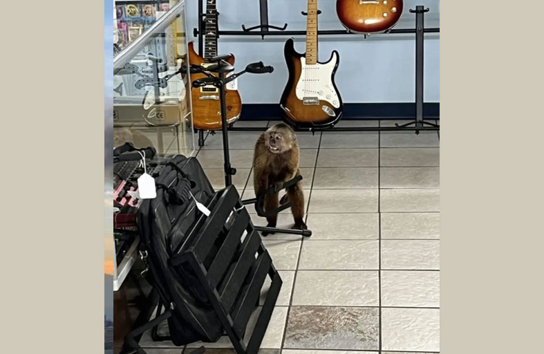 القبض على قرد حطم عشرات الغيتارات 