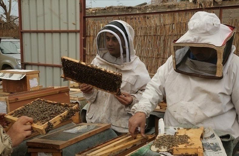 «مملكة عسل النحل».. قصة قرية مصرية بلا بطالة