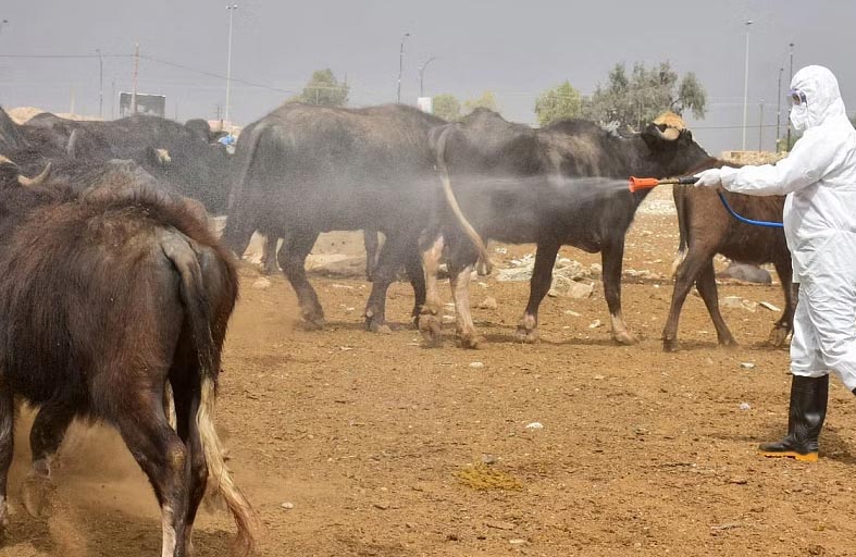 إصابات الحمى النزفية تعاود الارتفاع في العراق