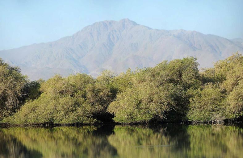 محمية أشجار القرم والحفية بمدينة كلباء .. تنوع حيوي وبيئي فريد