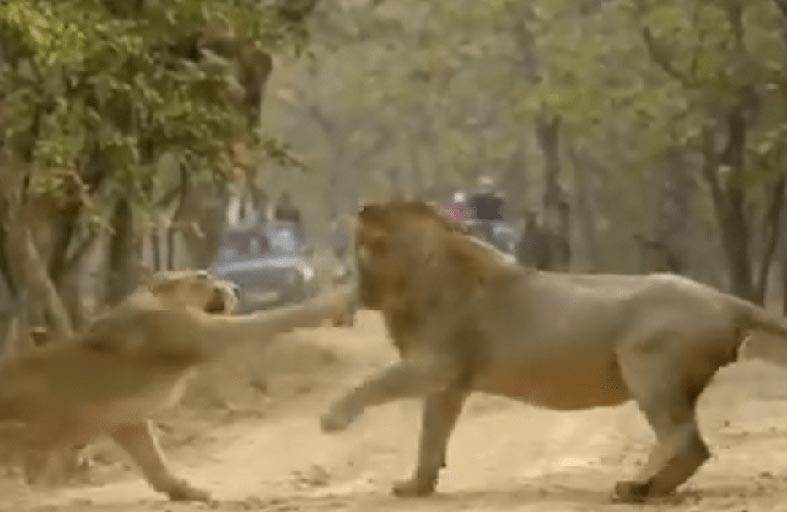 أسد يتلقى صفعة من لبؤة 