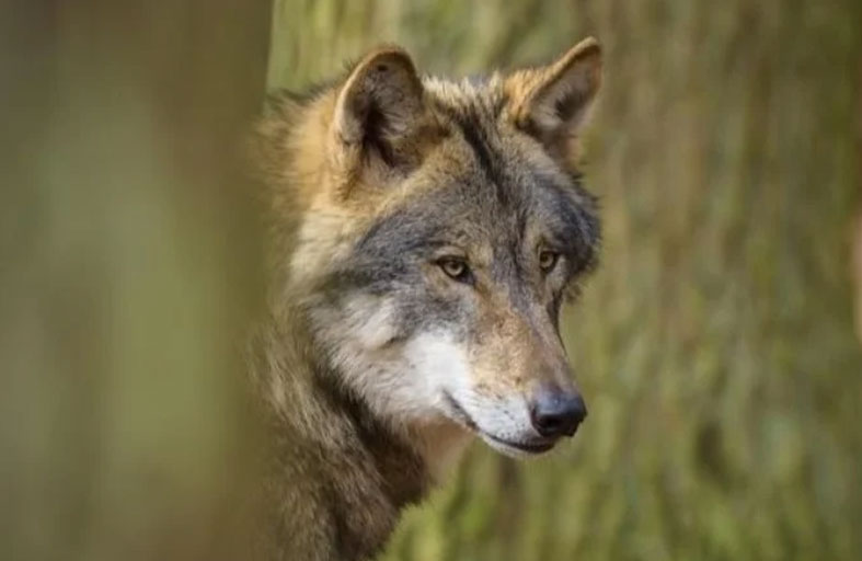 منذ 28 عاماً.. ألمانيا تسجل أول هجوم «مرعب» لذئب 