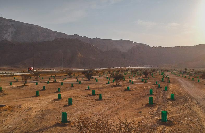 بيئة أبوظبي تعيد تأهيل موائل السمر المحلي في متنزه جبل حفيت الوطني