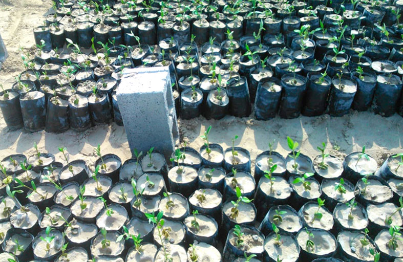 بيئة رأس الخيمة تتوسع في زراعة أشجار القرم في الأراضي الرطبة