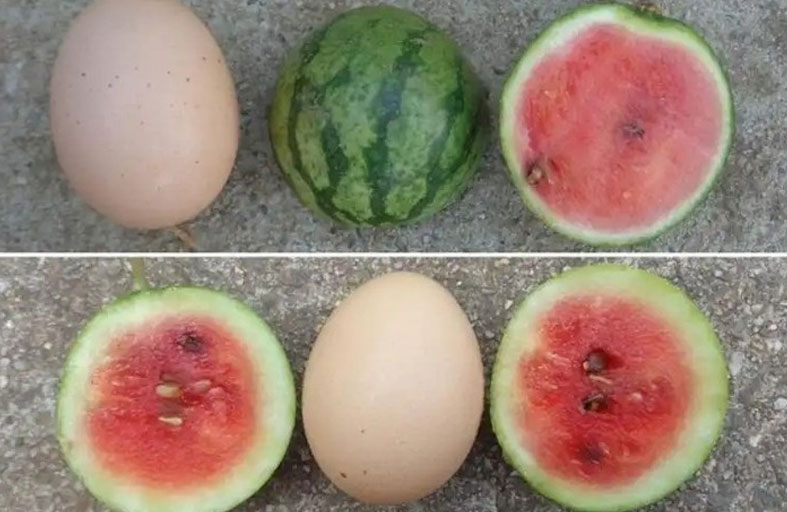 بطيخ بحجم بيضة 