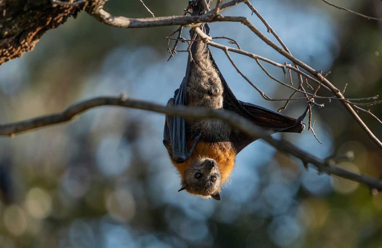 «الثعلب الطائر» يثير ذعر السكان في الهند 