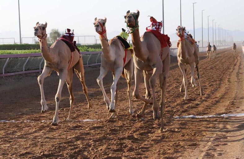 تواصل منافسات الهجن بميدان الذيد