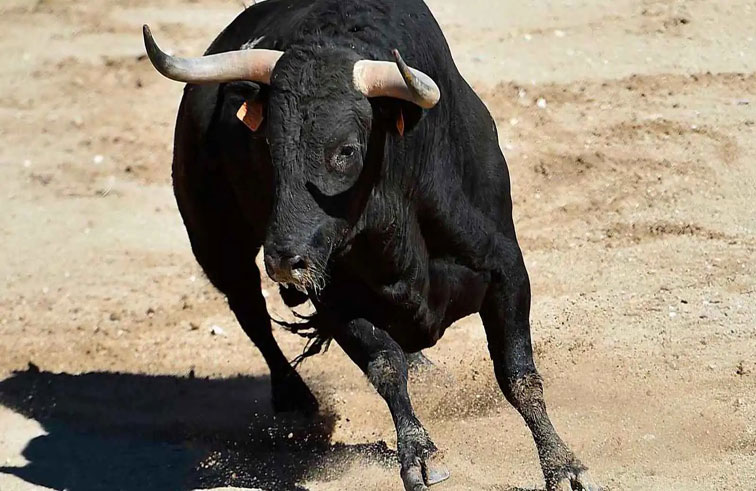 ثور هائج يعطل حركة السير