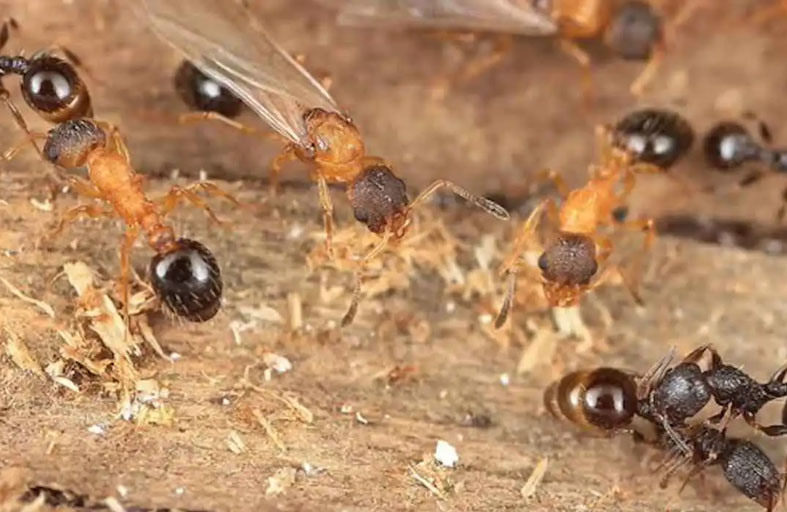 مملكة بلا ذكور.. نملٌ ينسخ نفسه ويغزو الآخرين