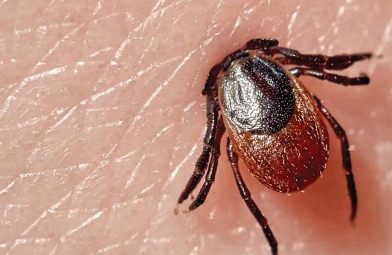 قرادة تقتل أمًّا لخمسة أطفال 