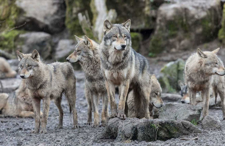 ذئاب «تشيرنوبيل» تطور حصانة وراثية ضد السرطان