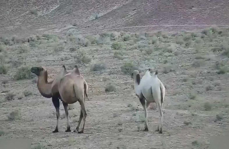 رصد أول جمل من نوعه في الصين