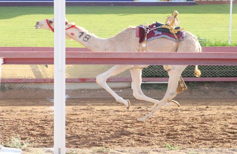 منافسات جديدة لسباق سن الفطامين بميدان الذيد