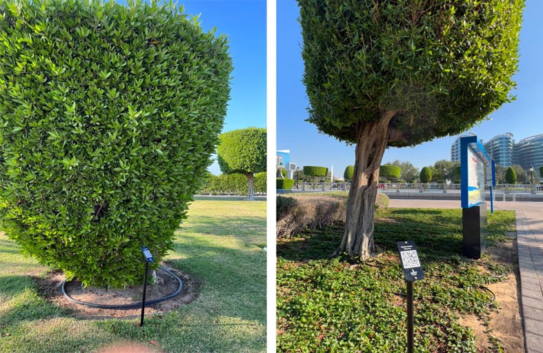 بلدية مدينة أبوظبي تركب رموز مسح ضوئي على أشجار ونباتات حدائق كورنيش أبوظبي