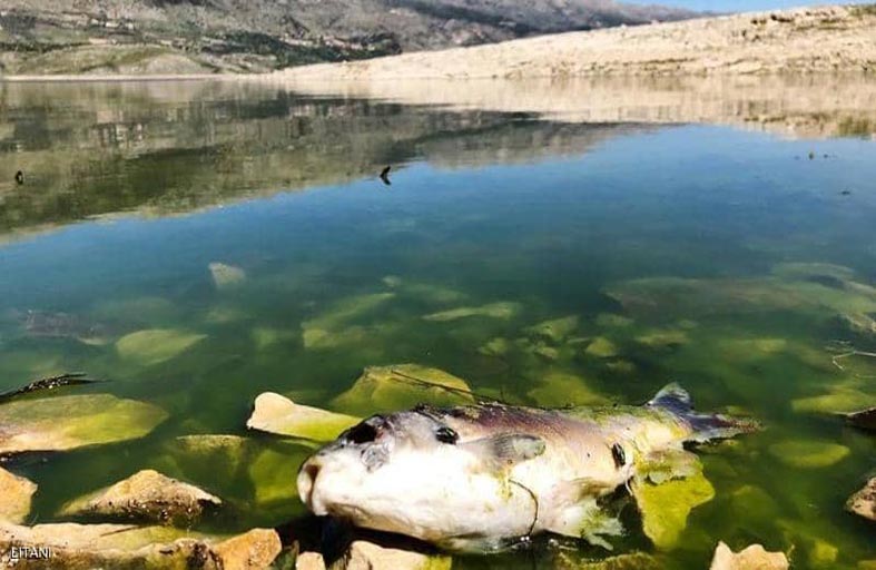 فيروس غامض وراء نفوق اسماك بلبنان