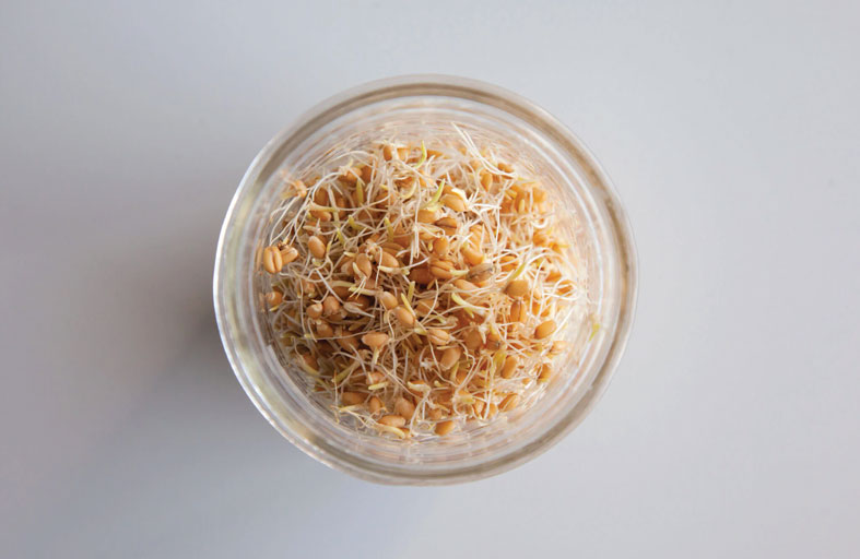 براعم القمح