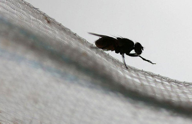 علماء ينشئون أدق خارطة لدماغ ذبابة