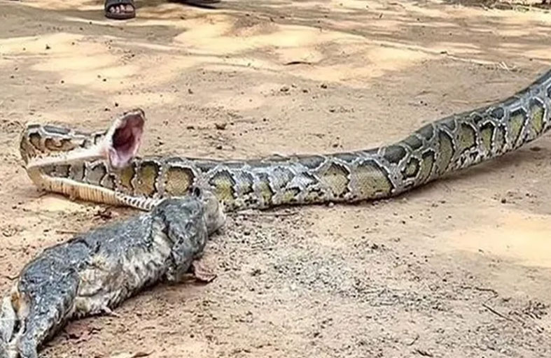 رجل يحرر قطة من قبضة أفعى ضخمة 