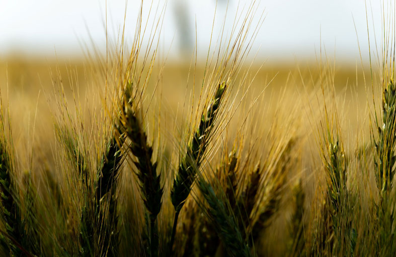 زراعة القمح في الإمارات.. رافد استراتيجي يعزز منظومة الأمن الغذائي