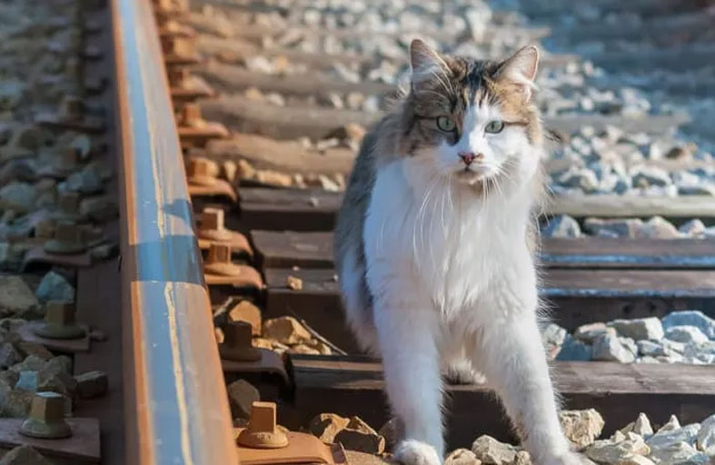 قطة هاربة تؤخر انطلاق قطار