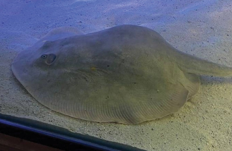 حيرت العلماء.. سمكة حامل دون تزاوج