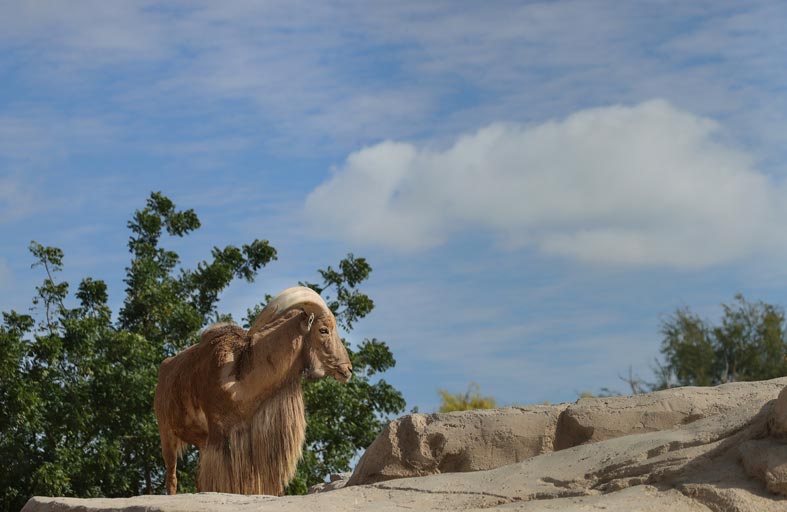 حديقة الحيوانات بالعين تستقبل 645 مولوداً خلال عام 2020 وفق أعلى معايير برامج الإكثار الطبيعية