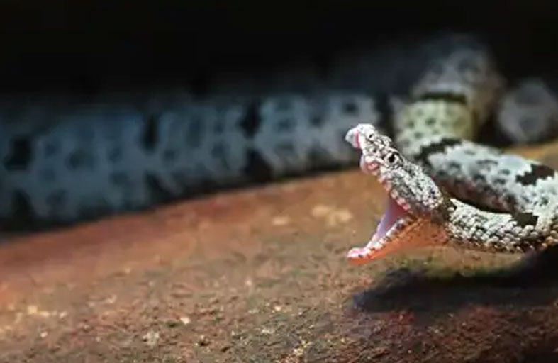 الثعبان يصطاد في مجموعات.. اكتشاف يغيّر المفاهيم 