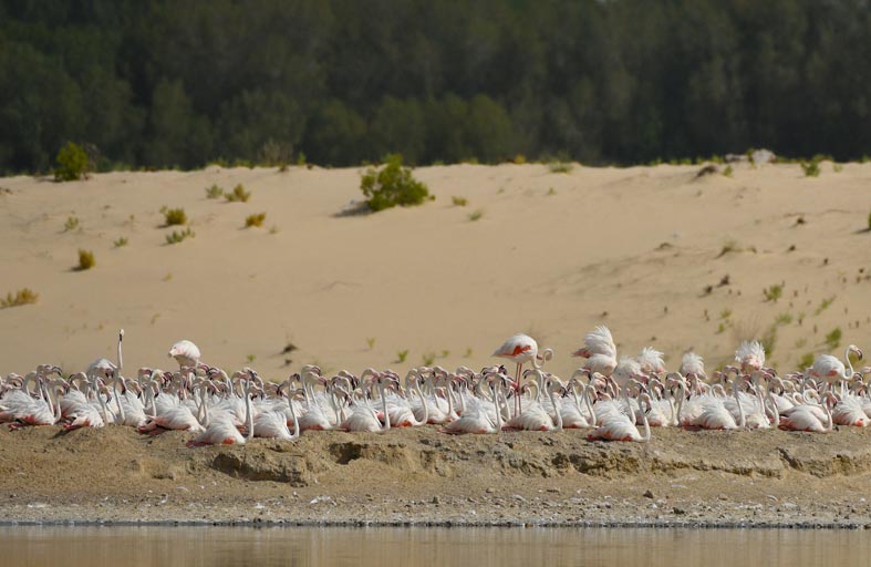 هيئة البيئة - أبوظبي تفوز بجائزة المساهمة المتميزة في التنوع البيولوجي العالمي 2020