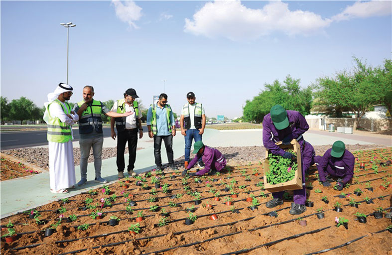 بلدية مدينة العين تبدأ أعمال زراعة زهور الموسم الشتوي