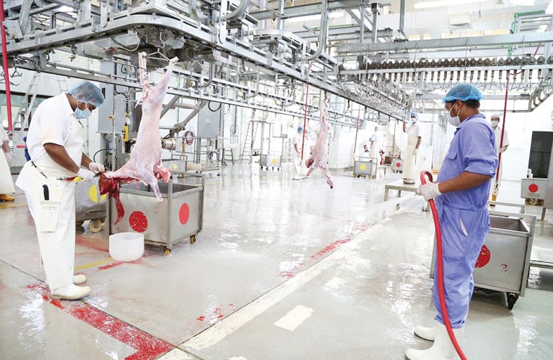 مسالخ العين ترفع جاهزيتها استعدادا لعيد الأضحى المبارك