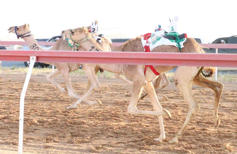 ميدان الذيد لسباقات الهجن يشهد منافسات جديدة لسباق سن الفطامين 