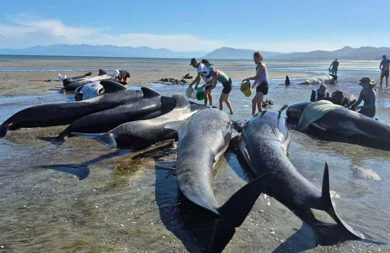 جنوح جماعي يتسبب في نفوق عشرات الحيتان