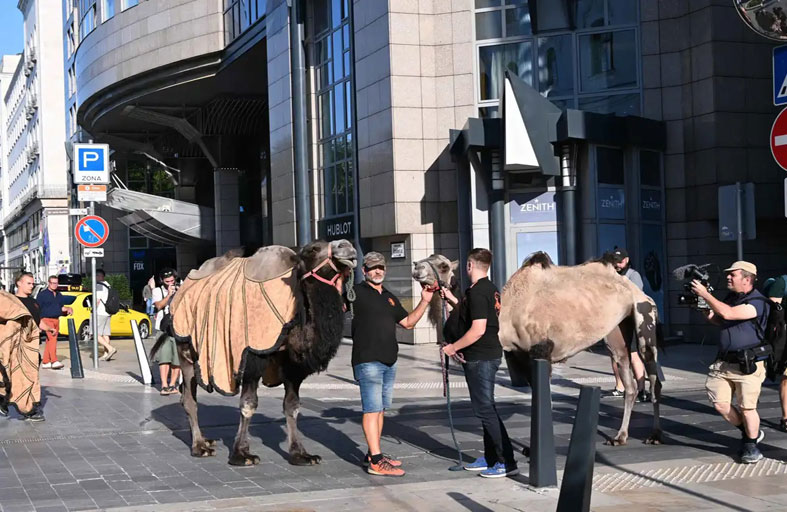  مسيرة للإبل في بودابست للتحذير من خطر الجفاف في المجر 
