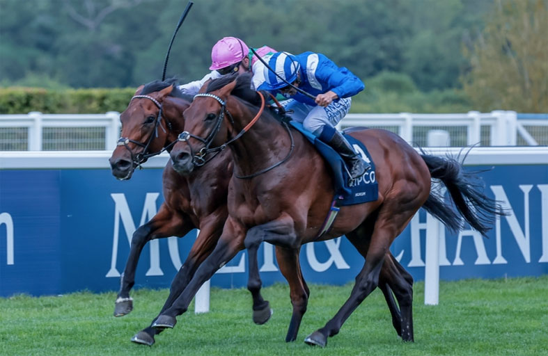 الجواد «حكم» لـ «شادويل» يخوض سباق «الآرك» الفرنسي العريق