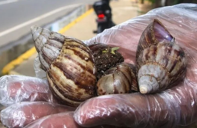 حلازين عملاقة خطيرة تجتاح غرب فنزويلا
