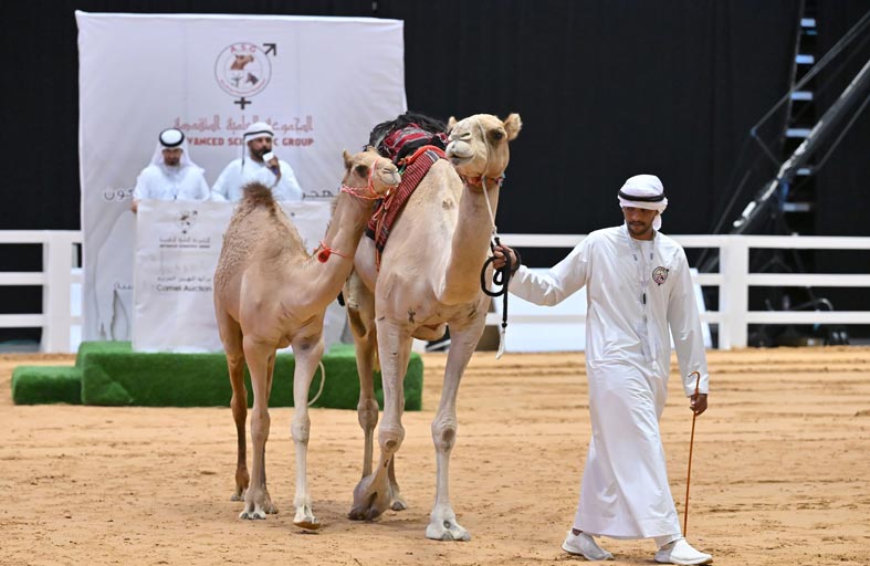 2.5 مليون درهم مبيعات مزاد الهجن العربية في الدولي للصيد والفروسية 