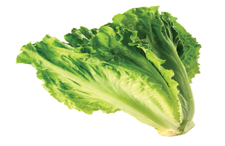 الخس