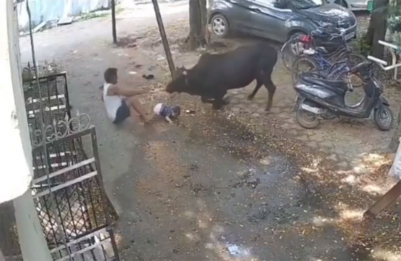 ثور يهاجم مسنًا يحمل طفلًا أمام منزله في الهند 