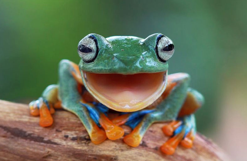 تقرير شرطة يحول ضابطاً إلى «ضفدع»