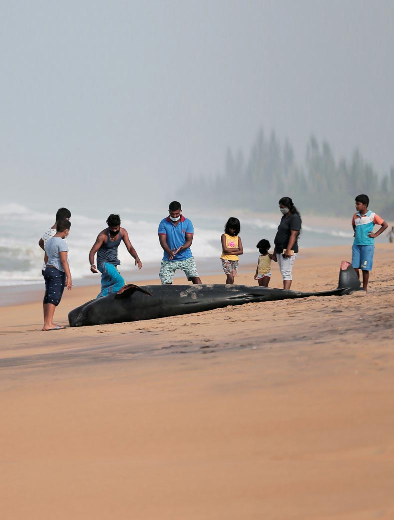 أشخاص ينظرون إلى حوت ضخم ميت بعد أن تقطعت به السبل على أحد الشواطئ في بانادورا، سريلانكا.رويترز