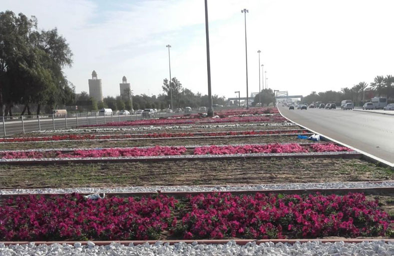 بلدية مدينة أبوظبي تزين الجزيرة الوسطية لجسر المقطع بالزهور والتجميل الطبيعي 