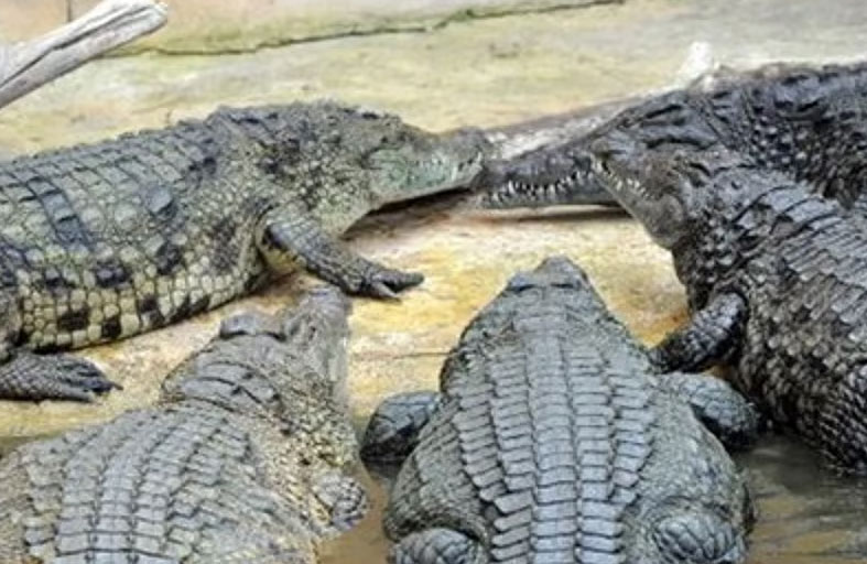 إعدام تماسيح 