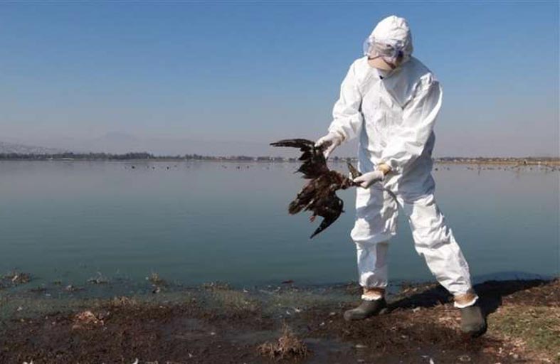 ارتفاع حرارة المحيط السبب  الأرجح لنفوق طيور المكسيك