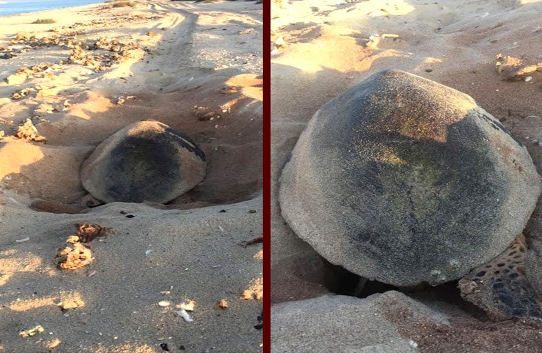 63 عشاً لسلاحف منقار الصقر النادرة في محمية جزيرة صير بونعير