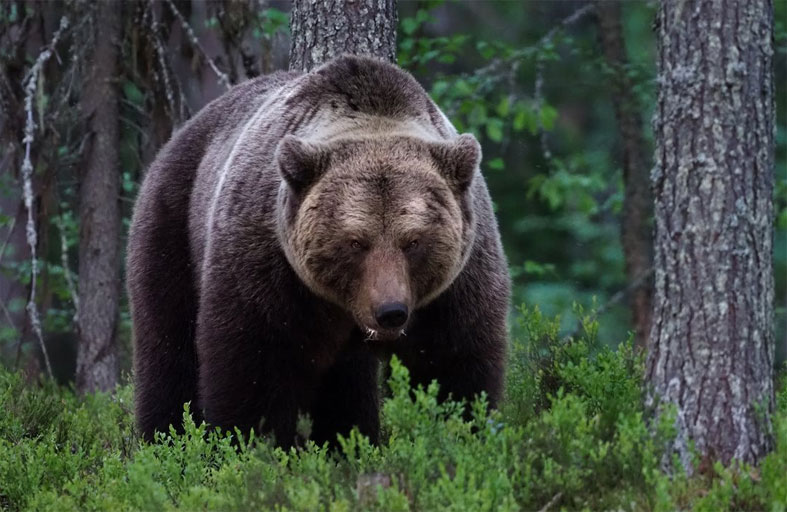 دب يقتحم بثًا مباشرًا أثناء تغطية حادثة 