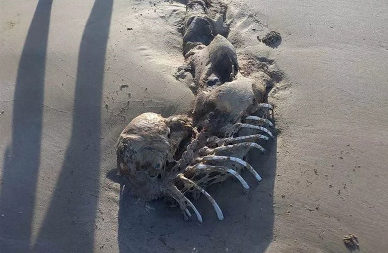 جثة حورية بحر على شواطئ أستراليا